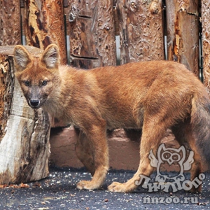 Новые жители – красные волки – поселились в зоопарке «Лимпопо»