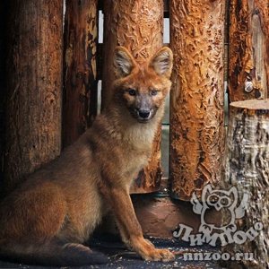 Новые жители – красные волки – поселились в зоопарке «Лимпопо»