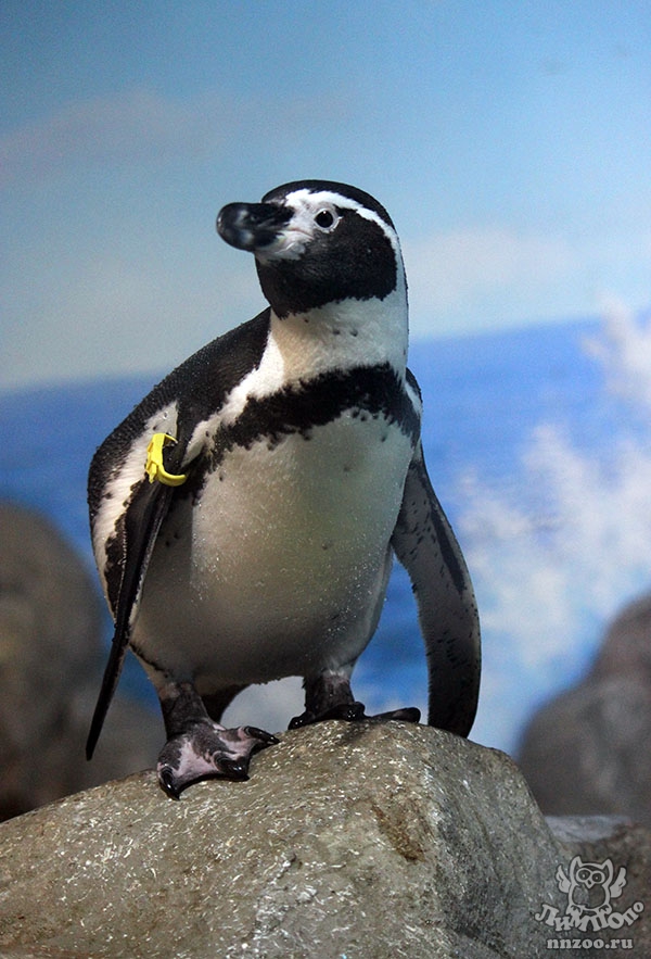 Пингвин Гумбольдта (Spheniscus humboldti) — Зоопарк «Лимпопо» г. Нижний  Новгород – Нижегородский зоопарк