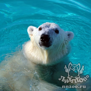 Нижегородский зоопарк «Лимпопо»: опыт содержания белых медведей