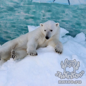Нижегородский зоопарк «Лимпопо»: опыт содержания белых медведей