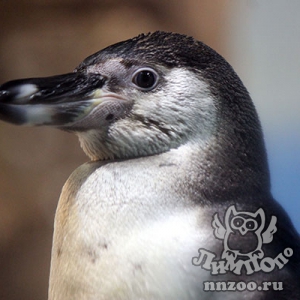 Двойной радостью ознаменовался для зоопарка «Лимпопо» Всемирный день пингвинов