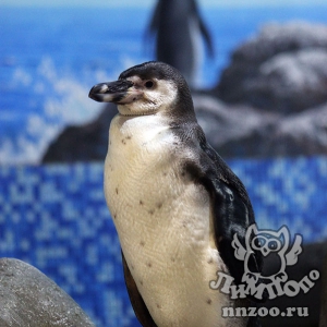 Двойной радостью ознаменовался для зоопарка «Лимпопо» Всемирный день пингвинов