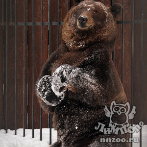 Бурый медведь Балу проснулся после зимней спячки в зоопарке «Лимпопо»!