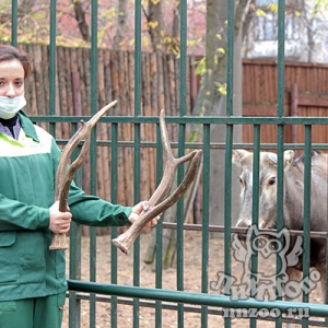 Сезон «сброшенных рогов» стартовал в зоопарке «Лимпопо»