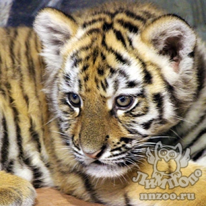 Посетители выберут имя для тигрят, родившихся в зоопарке «Лимпопо»