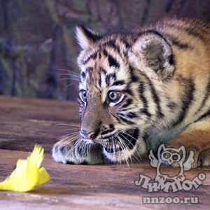 Зоопарк "Лимпопо" объявляет о старте второго этапа конкурса по выбору имен для тигрят!