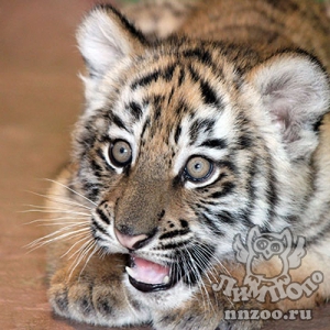 Зоопарк "Лимпопо" объявляет о старте второго этапа конкурса по выбору имен для тигрят!