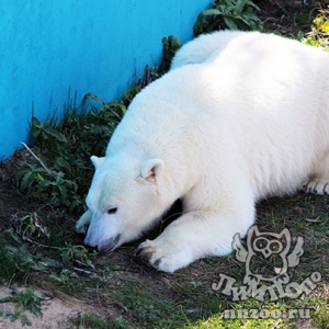Белая медведица Аяна из зоопарка «Лимпопо» протестировала новый вольер для своего будущего друга
