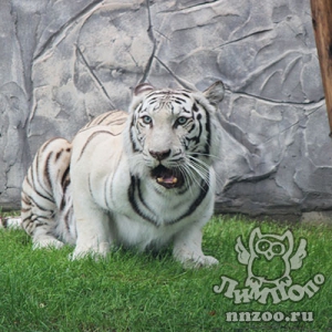 Новую жительницу – белую тигрицу Вегу представил зоопарк «Лимпопо»
