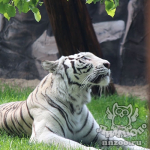 Новую жительницу – белую тигрицу Вегу представил зоопарк «Лимпопо»