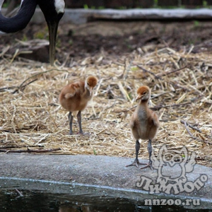 Сразу шесть пар стали счастливыми родителями в зоопарке «Лимпопо»!