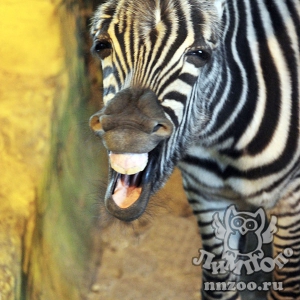 В нижегородском зоопарке "Лимпопо" выбрали имя для маленькой зебры