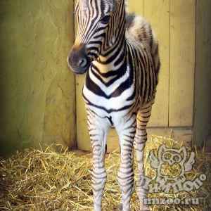 Акция в честь новорожденной зебры пройдет в зоопарке «Лимпопо»!