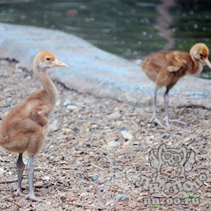 Японские журавли из зоопарка «Лимпопо» впервые стали родителями