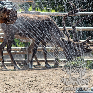 Из-за аномальной жары в зоопарке «Лимпопо» введен специальный режим