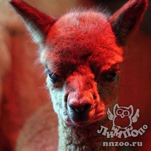 Альпака-богатырь родился в нижегородском зоопарке «Лимпопо»!