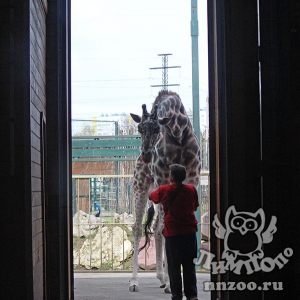 Новый сезон в зоопарке «Лимпопо» ознаменуется приездом жирафа!