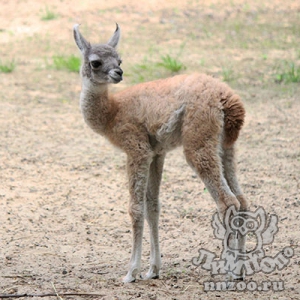 Первый малыш родился в семействе гуанако из зоопарка «Лимпопо»