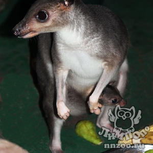 Редкие кустарниковые кенгуру снова стали родителями в зоопарке «Лимпопо»