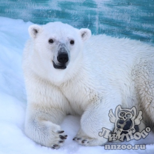 Нижегородский зоопарк «Лимпопо» переходит на летний режим работы