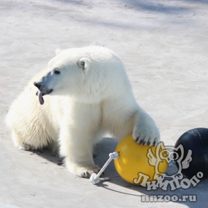 Белая медведица из зоопарка «Лимпопо» получила новые специальные игрушки
