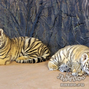 Посетители выберут имя для тигрят, родившихся в зоопарке «Лимпопо»