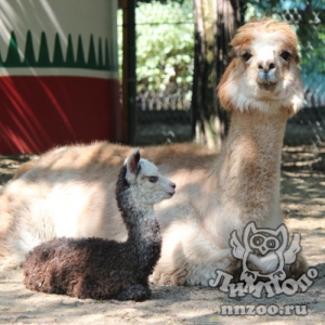 Зоопарк «Лимпопо» выбирает лучшее имя для малышки-альпаки