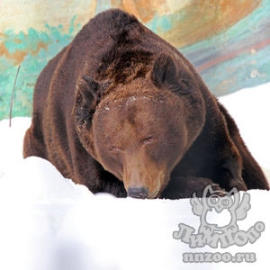 Бурые медведи вышли из зимней спячки в зоопарке «Лимпопо»