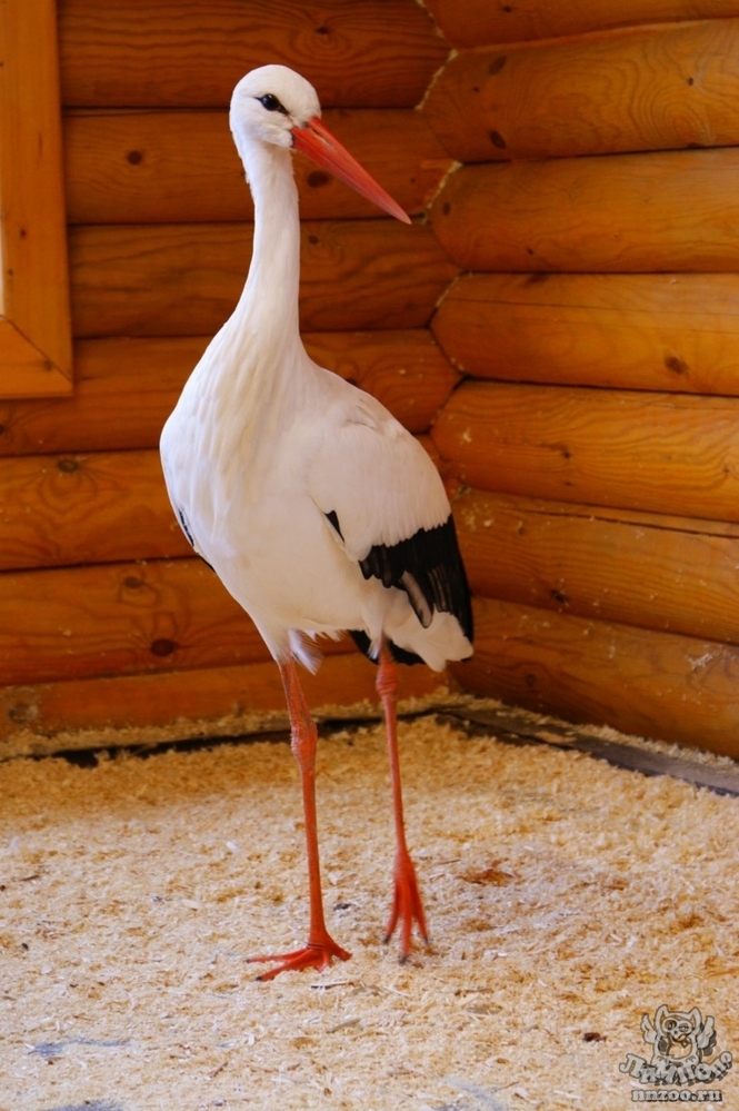 Белый аист (Ciconia ciconia) — Зоопарк «Лимпопо» г. Нижний Новгород – Нижегородский зоопарк
