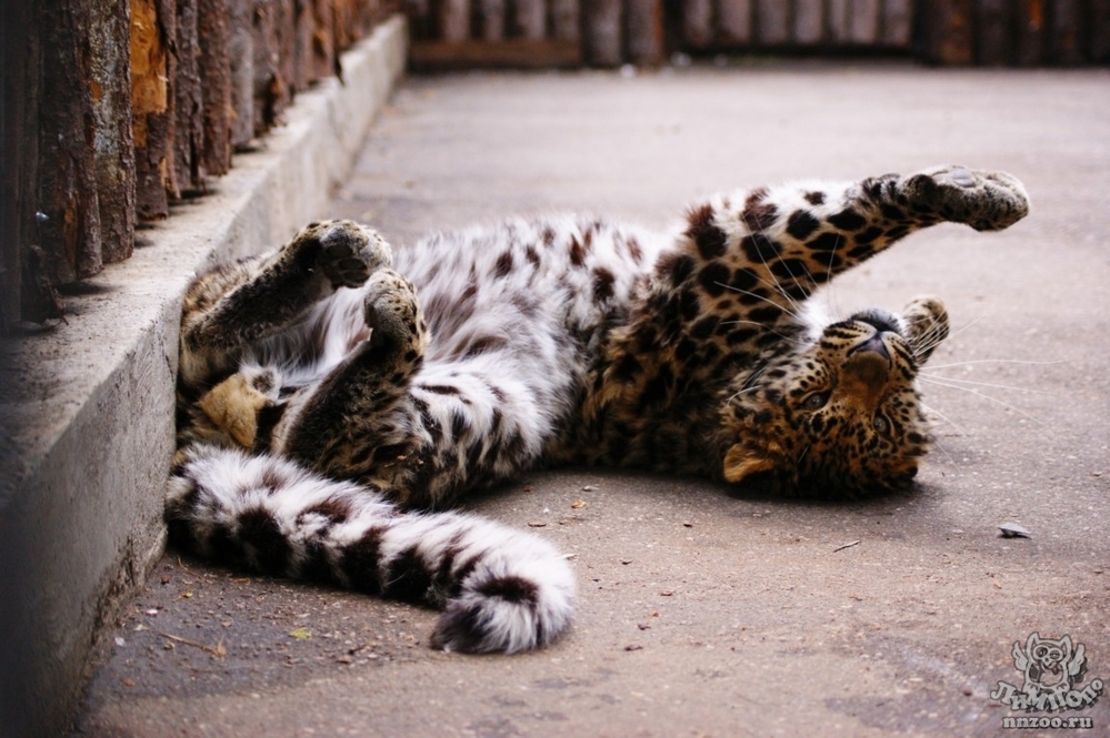 Дальневосточный (Амурский) леопард (Panthera pardus orientalis) — Зоопарк  «Лимпопо» г. Нижний Новгород – Нижегородский зоопарк