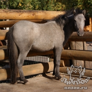 Пони (Equus caballus dom.)