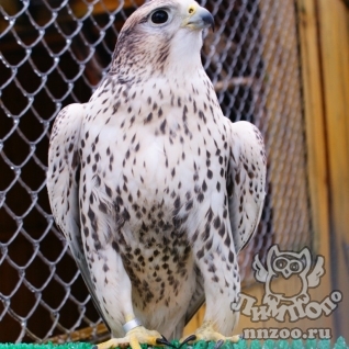 Сокол-балобан (Falco cherrug)
