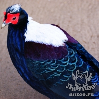 Тайваньский фазан (свайно) (lophura swinhoii)