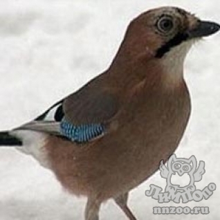 Сойка (Garrulus glandarius)