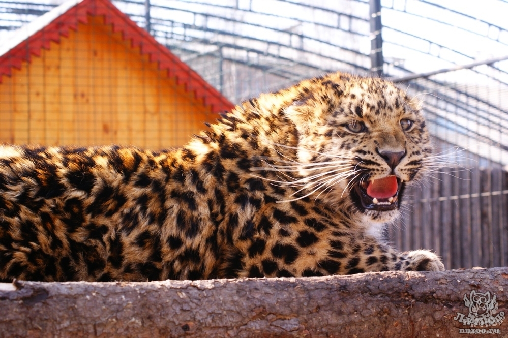 Реферат: Африканский леопард
