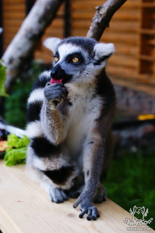 Кошачий лемур (Lemur catta) — Зоопарк «Лимпопо» г. Нижний Новгород –  Нижегородский зоопарк