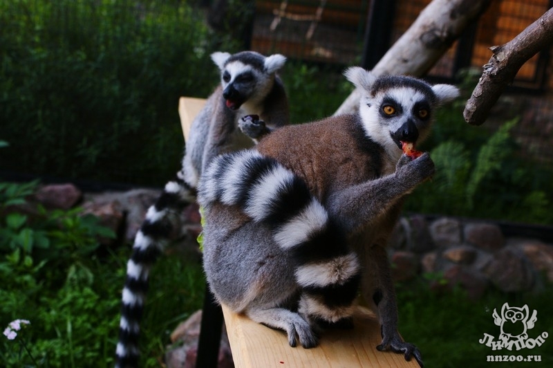 Кошачий лемур (Lemur catta) — Зоопарк «Лимпопо» г. Нижний Новгород –  Нижегородский зоопарк