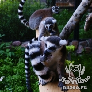 Мадагаскарские лемуры появились в экспозиции зоопарка "Лимпопо"