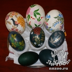 Пасхальные яйца эму и страусов в "Лимпопо" раскрасили по-нижегородски