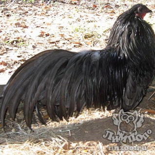 Курица Суматранская