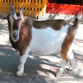 Нигерийская карликовая коза