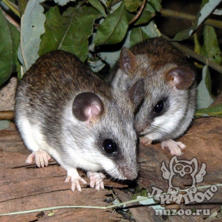 Крыса акациевая (Thallomys sp.)