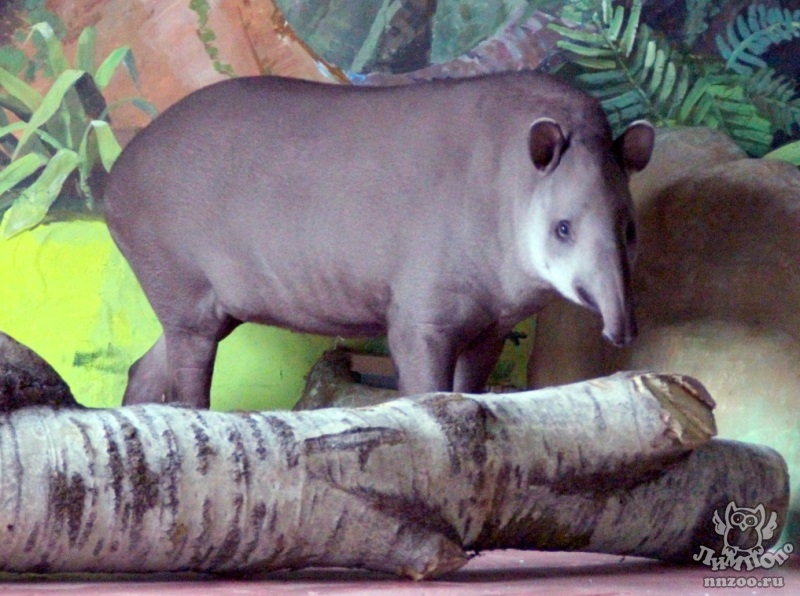 Равнинный тапир (Tapirus terrestris) — Зоопарк «Лимпопо» г. Нижний Новгород  – Нижегородский зоопарк