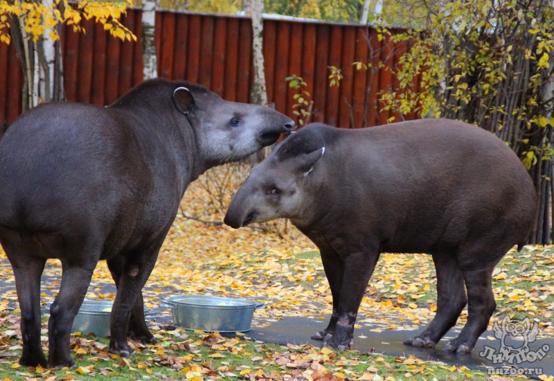 Равнинный тапир (Tapirus terrestris) — Зоопарк «Лимпопо» г. Нижний Новгород  – Нижегородский зоопарк