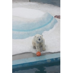 Аяна и её праздник: День полярного медведя