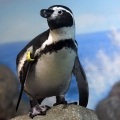 Пингвин Гумбольдта (Spheniscus humboldti)