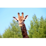 Выше Радуги! Зоопарк "Лимпопо" приглашает на День рождения жирафа