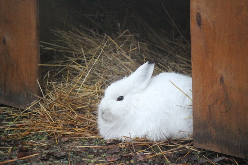 Зайцы-беляки из Якутии переехали в нижегородский зоопарк