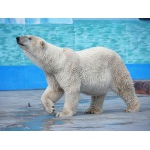 Открытие вольера для белого медведя - свершилось!